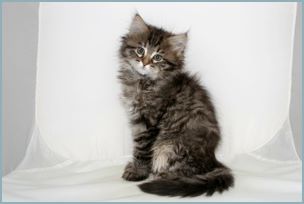 Female Siberian Kitten from Deedlebug Siberians